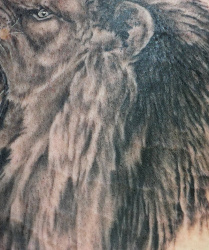 006 Tiere Loewe Tattoo Studio Hamburg Skinworxx