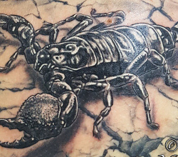 021 Tiere Skorpion Tattoo Studio Hamburg Skinworxx