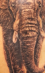 022 Tiere Elefant Tattoo Studio Hamburg Skinworxx