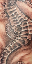 023 Tiere Seepferdchen Tattoo Hamburg Skinworxx