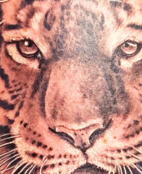 040a Tiere Tiger Tattoo Studio Hamburg Skinworxx